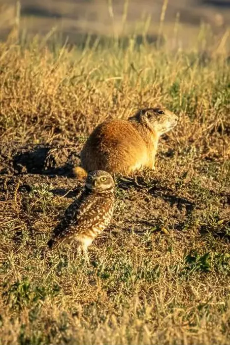 Framed Print : Burrowing Owl with a Prairid Dog Framed Print : Burrowing Owl with a Prairid Dog