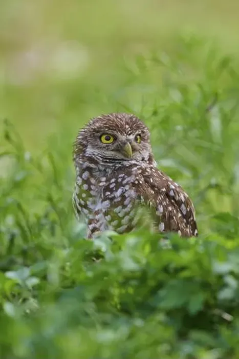 Framed Print : Burrowing owl (Speotyto cunicularia), sitting in a meadow, Pembroke Pines, Florida, USA, North America Framed Print : Burrowing owl (Speotyto cunicularia), sitting in a meadow, Pembroke Pines, Florida, USA, North America