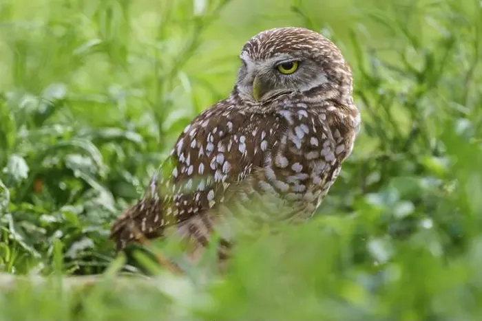 Framed Print : Burrowing owl (Speotyto cunicularia), sitting in a meadow, Pembroke Pines, Florida, USA, North America Framed Print : Burrowing owl (Speotyto cunicularia), sitting in a meadow, Pembroke Pines, Florida, USA, North America