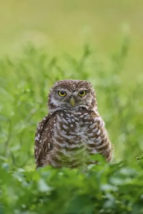 Framed Print : Burrowing owl (Speotyto cunicularia), sitting in a meadow, Pembroke Pines, Florida, USA, North America Framed Print : Burrowing owl (Speotyto cunicularia), sitting in a meadow, Pembroke Pines, Florida, USA, North America