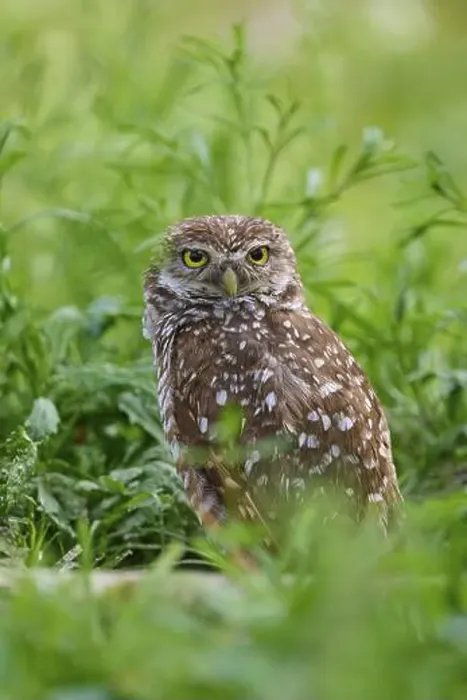Framed Print : Burrowing owl (Speotyto cunicularia), sitting in a meadow, Pembroke Pines, Florida, USA, North America Framed Print : Burrowing owl (Speotyto cunicularia), sitting in a meadow, Pembroke Pines, Florida, USA, North America
