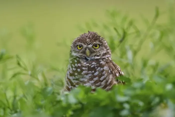 Framed Print : Burrowing owl (Speotyto cunicularia), sitting in a meadow, Pembroke Pines, Florida, USA, North America Framed Print : Burrowing owl (Speotyto cunicularia), sitting in a meadow, Pembroke Pines, Florida, USA, North America