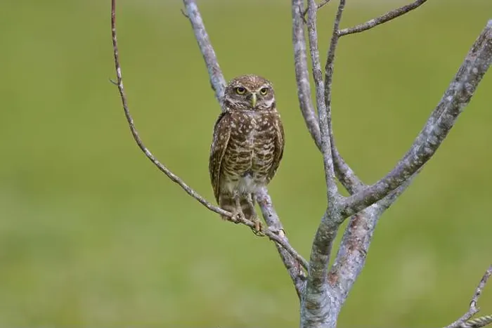 Framed Print : Burrowing owl (Speotyto cunicularia) Framed Print : Burrowing owl (Speotyto cunicularia)
