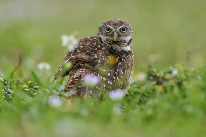 Framed Print : Burrowing owl (Speotyto cunicularia) Framed Print : Burrowing owl (Speotyto cunicularia)