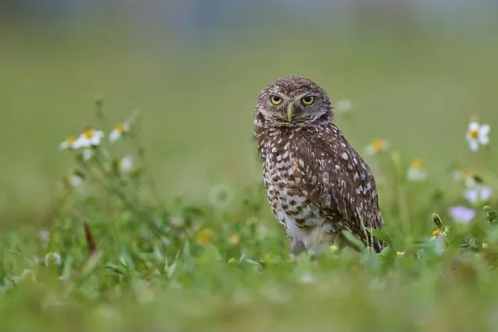 Framed Print : Burrowing owl (Speotyto cunicularia) Framed Print : Burrowing owl (Speotyto cunicularia)