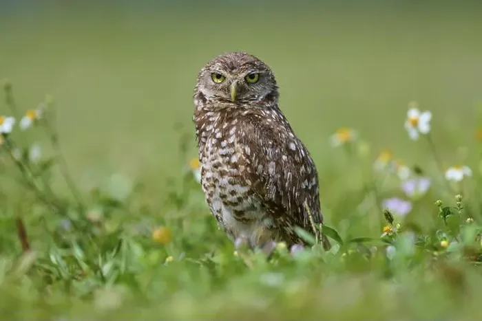 Framed Print : Burrowing owl (Speotyto cunicularia) Framed Print : Burrowing owl (Speotyto cunicularia)