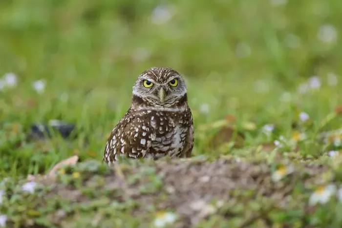 Framed Print : Burrowing owl (Speotyto cunicularia), sitting in a meadow, Pembroke Pines, Florida, USA, North America Framed Print : Burrowing owl (Speotyto cunicularia), sitting in a meadow, Pembroke Pines, Florida, USA, North America