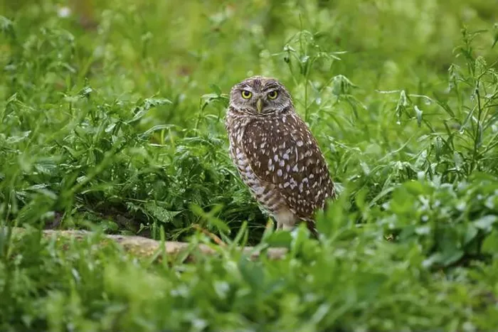 Framed Print : Burrowing owl (Speotyto cunicularia), sitting in a meadow, Pembroke Pines, Florida, USA, North America
