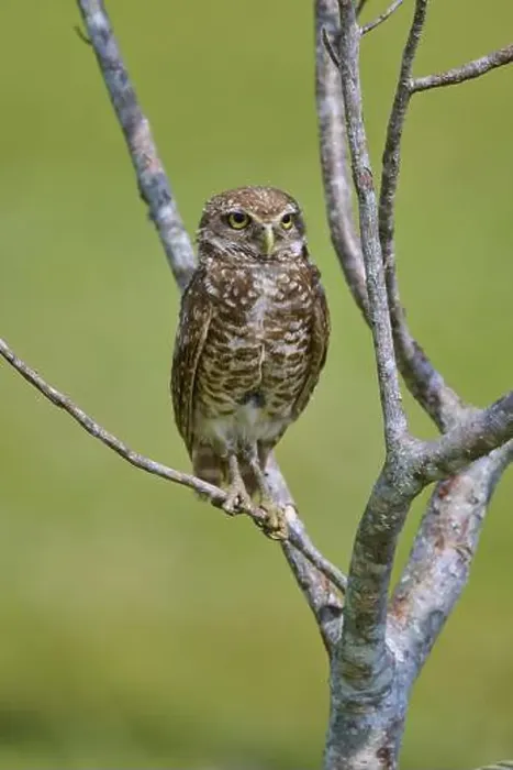 Framed Print : Burrowing owl (Speotyto cunicularia) Framed Print : Burrowing owl (Speotyto cunicularia)
