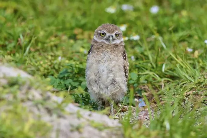 Framed Print : Burrowing Owl (Speotyto cunicularia) Framed Print : Burrowing Owl (Speotyto cunicularia)
