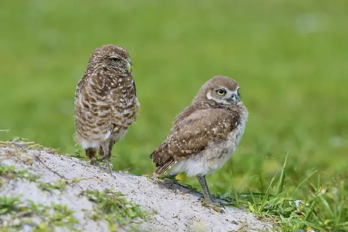 Framed Print : Burrowing Owl (Speotyto cunicularia) Framed Print : Burrowing Owl (Speotyto cunicularia)