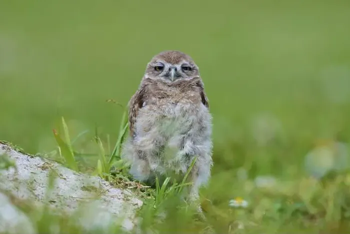 Framed Print : Burrowing Owl (Speotyto cunicularia) Framed Print : Burrowing Owl (Speotyto cunicularia)