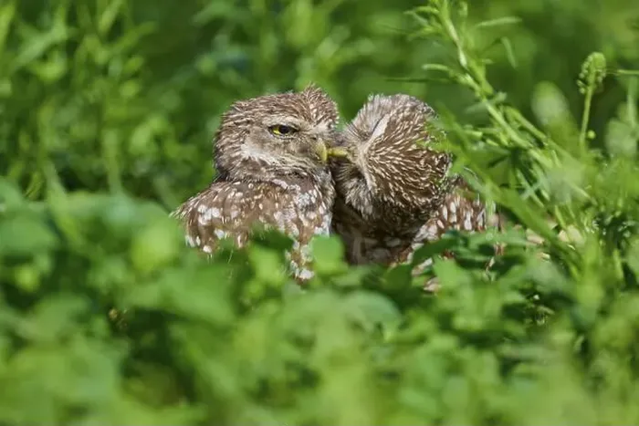 Framed Print : Two burrowing owls (Speotyto cunicularia) sitting together in the meadow and cuddling Framed Print : Two burrowing owls (Speotyto cunicularia) sitting together in the meadow and cuddling