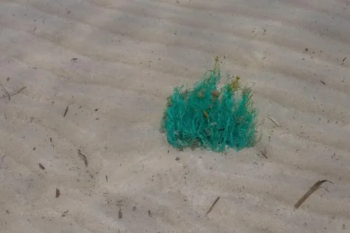 Framed Print : Bush of a bright green colored seaweed
