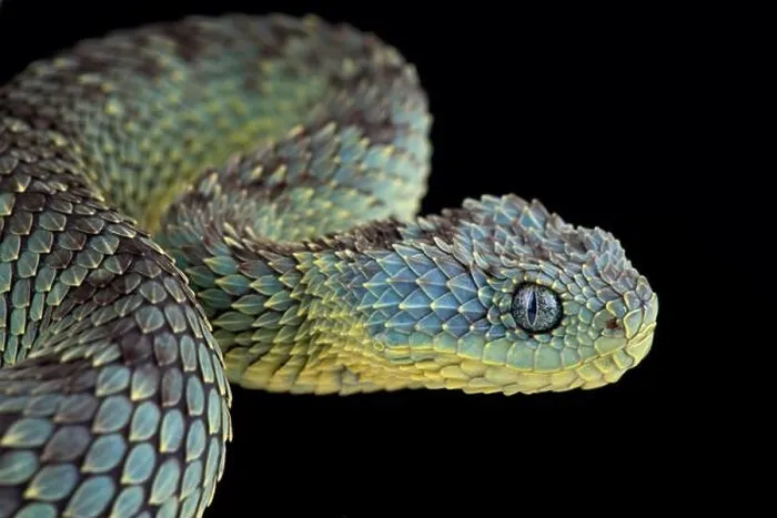 Framed Print : Bush viper (Atheris squamigera) Framed Print : Bush viper (Atheris squamigera)