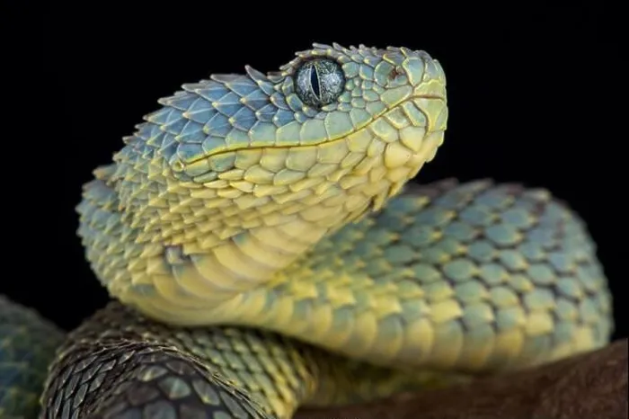Framed Print : Bush viper (Atheris squamigera) Framed Print : Bush viper (Atheris squamigera)