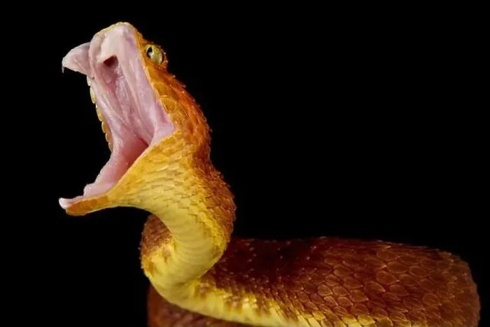 Framed Print : Bush viper attack (Atheris squamigera) Framed Print : Bush viper attack (Atheris squamigera)
