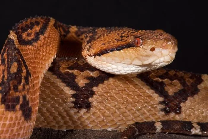 Framed Print : The Bushmaster (Lachesis muta) is a giant pitviper species found in the rainforests of South America Framed Print : The Bushmaster (Lachesis muta) is a giant pitviper species found in the rainforests of South America