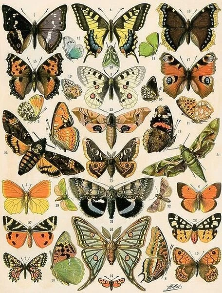 Butterflies and moths common to Europe. Color lithograph