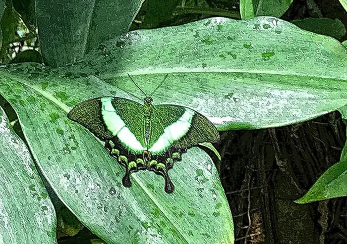 Framed Print : This butterfly is a camouflage on a leaf Framed Print : This butterfly is a camouflage on a leaf