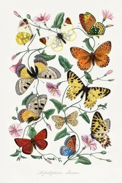 Framed Print : Butterfly illustration Framed Print : Butterfly illustration