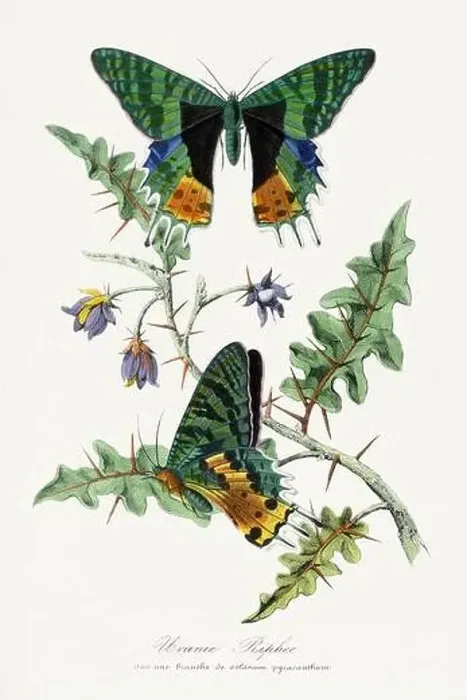 Framed Print : Butterfly illustration Framed Print : Butterfly illustration