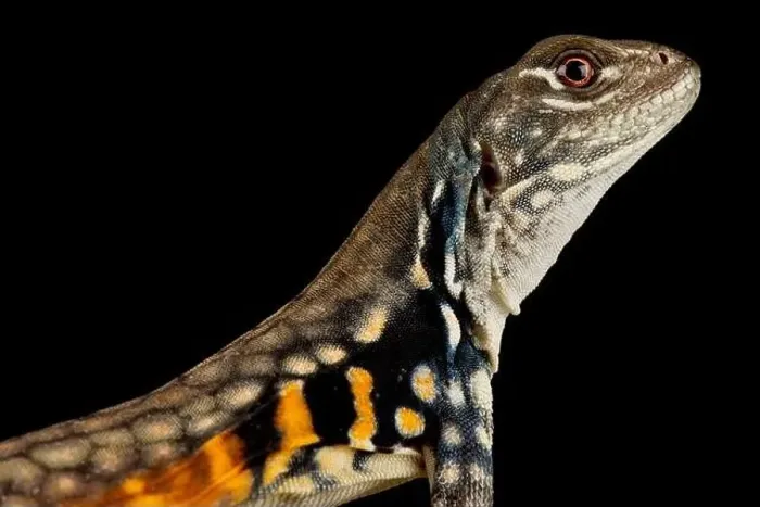 Framed Print : Butterfly lizard (Leiolepis belliana) Framed Print : Butterfly lizard (Leiolepis belliana)