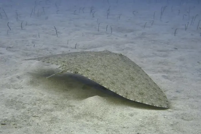 Framed Print : A butterfly ray (Gymnura altavela) glides camouflaged over sandy bottom Framed Print : A butterfly ray (Gymnura altavela) glides camouflaged over sandy bottom