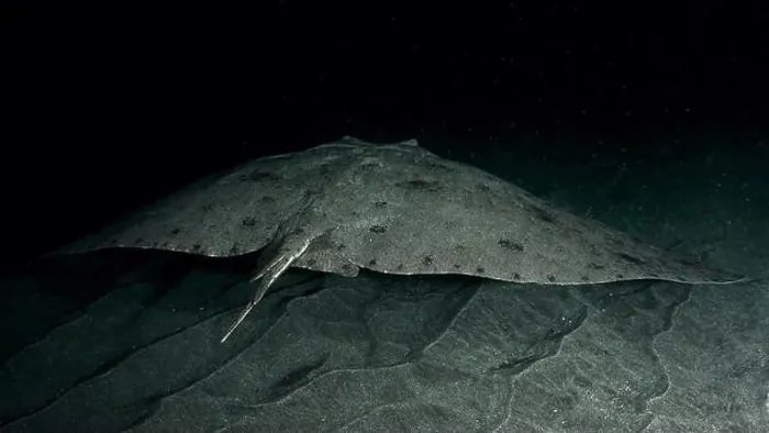 Framed Print : A butterfly ray (Gymnura altavela) swims in the darkness above the sandy seabed Framed Print : A butterfly ray (Gymnura altavela) swims in the darkness above the sandy seabed