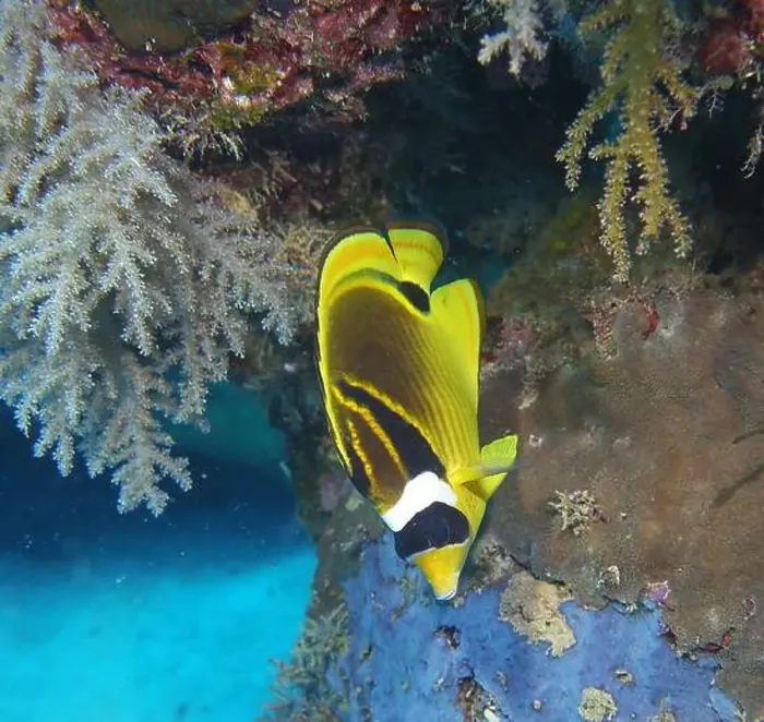 Framed Print : Butterflyfish, Deep Sea Exploration 2025 Framed Print : Butterflyfish, Deep Sea Exploration 2025