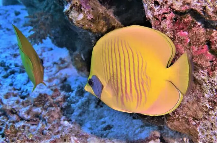 Framed Print : Butterflyfish, Deep Sea Exploration 2025 Framed Print : Butterflyfish, Deep Sea Exploration 2025