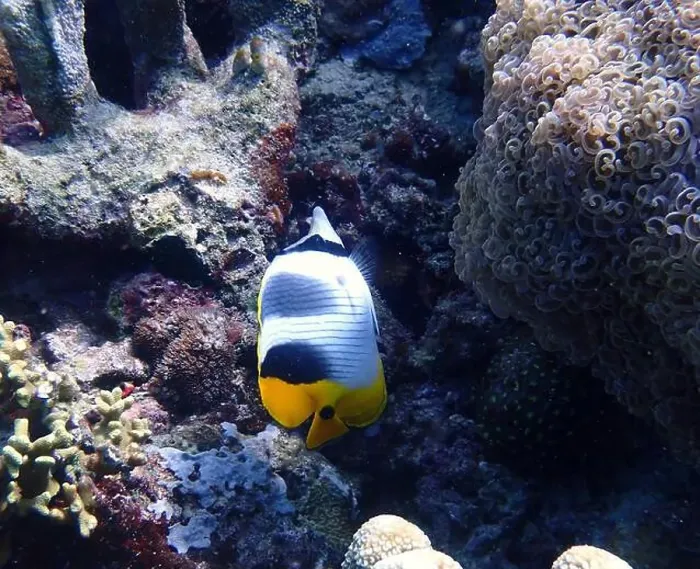 Framed Print : Butterflyfish, Deep Sea Exploration 2025 Framed Print : Butterflyfish, Deep Sea Exploration 2025
