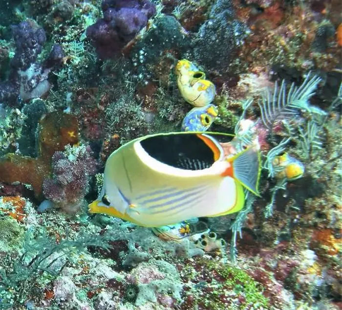 Framed Print : Butterflyfish, Deep Sea Exploration 2025 Framed Print : Butterflyfish, Deep Sea Exploration 2025