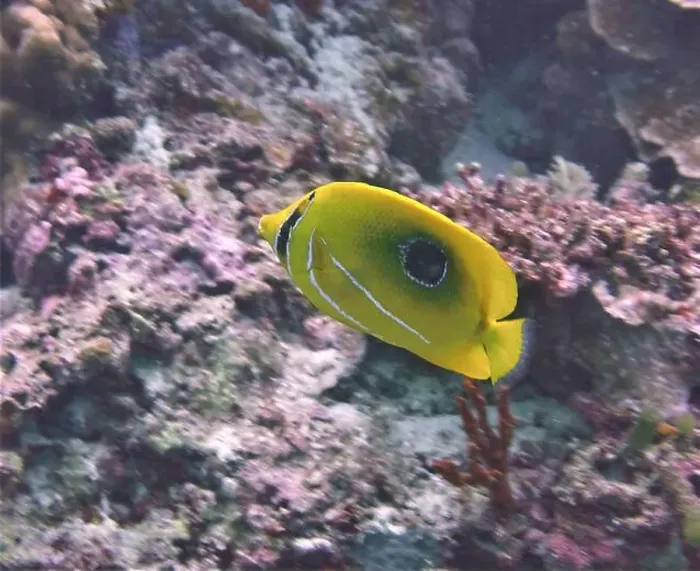 Framed Print : Butterflyfish, Deep Sea Exploration 2025 Framed Print : Butterflyfish, Deep Sea Exploration 2025