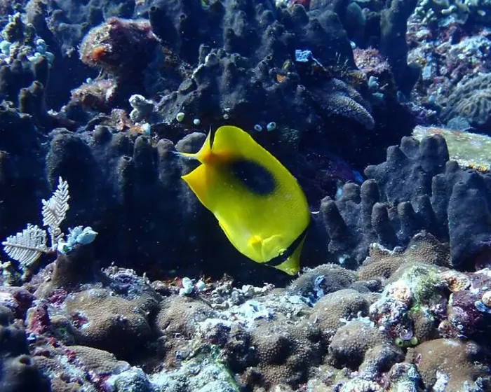 Framed Print : Butterflyfish, Deep Sea Exploration 2025