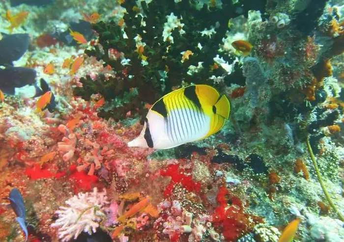 Framed Print : Butterflyfish, Deep Sea Exploration 2025 Framed Print : Butterflyfish, Deep Sea Exploration 2025