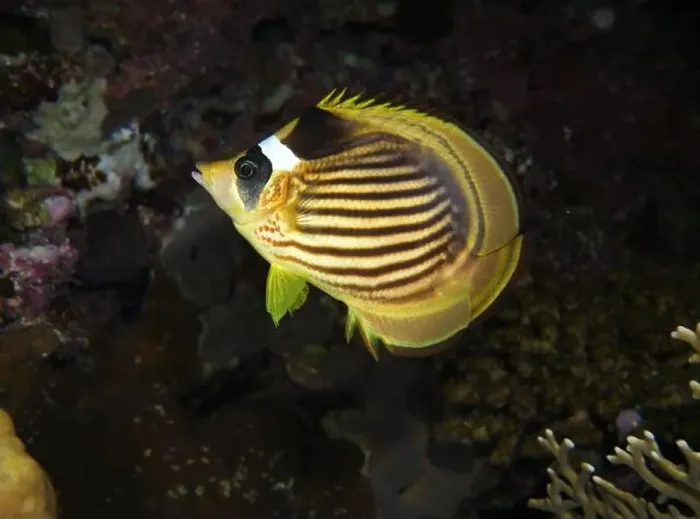 Framed Print : Butterflyfish, Deep Sea Exploration 2025 Framed Print : Butterflyfish, Deep Sea Exploration 2025