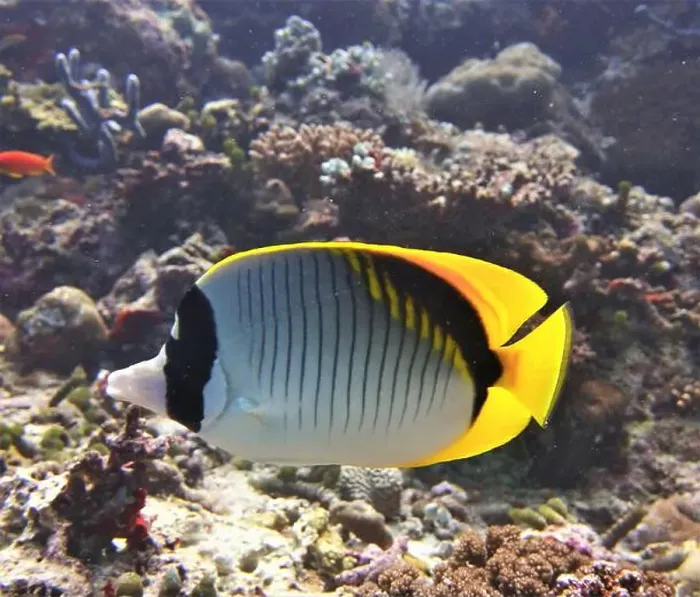 Framed Print : Butterflyfish, Deep Sea Exploration 2025 Framed Print : Butterflyfish, Deep Sea Exploration 2025