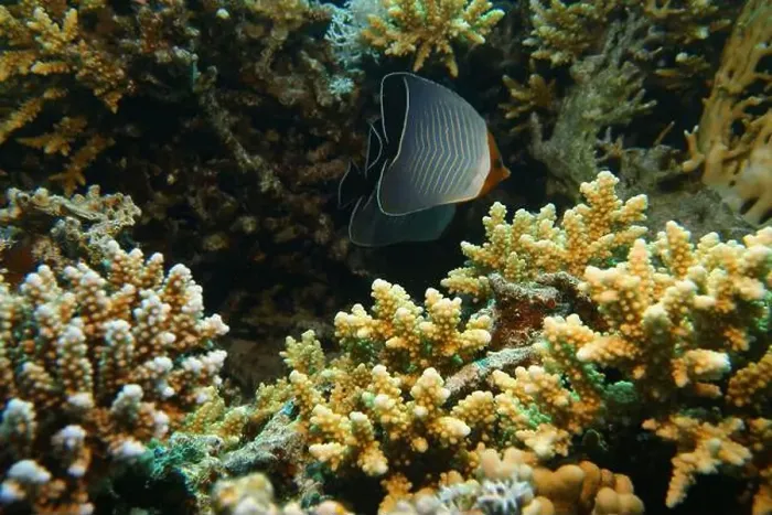 Framed Print : Butterflyfish, Deep Sea Exploration 2025 Framed Print : Butterflyfish, Deep Sea Exploration 2025