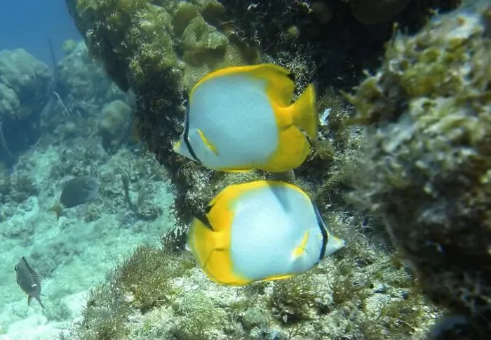 Framed Print : Butterflyfish, Deep Sea Exploration 2025