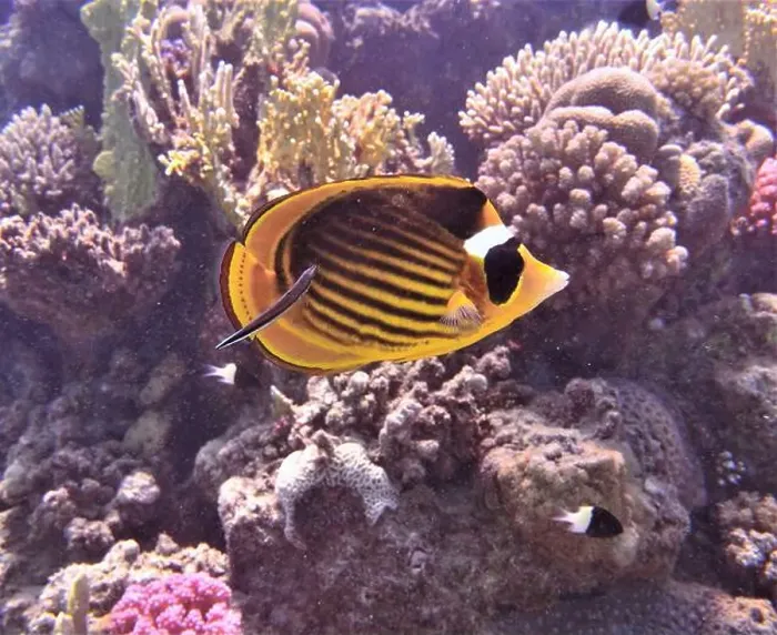 Framed Print : Butterflyfish, Deep Sea Exploration 2025