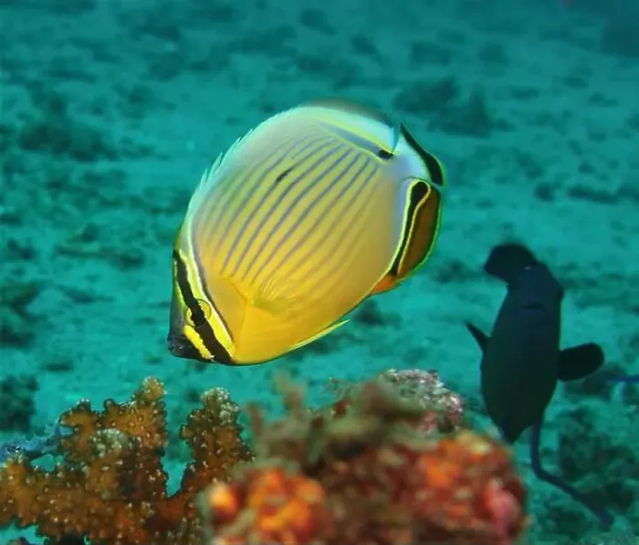 Framed Print : Butterflyfish, Deep Sea Exploration 2025