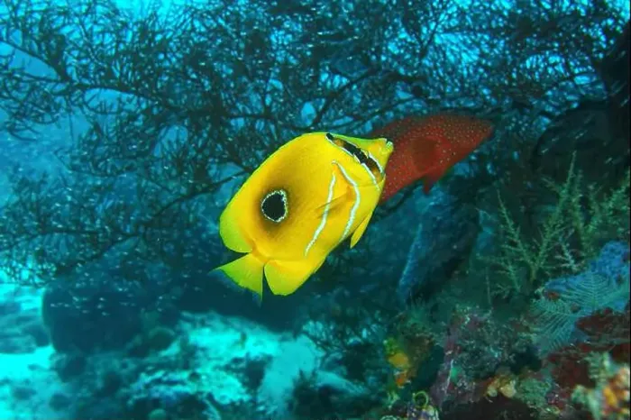 Framed Print : Butterflyfish, Deep Sea Exploration 2025 Framed Print : Butterflyfish, Deep Sea Exploration 2025