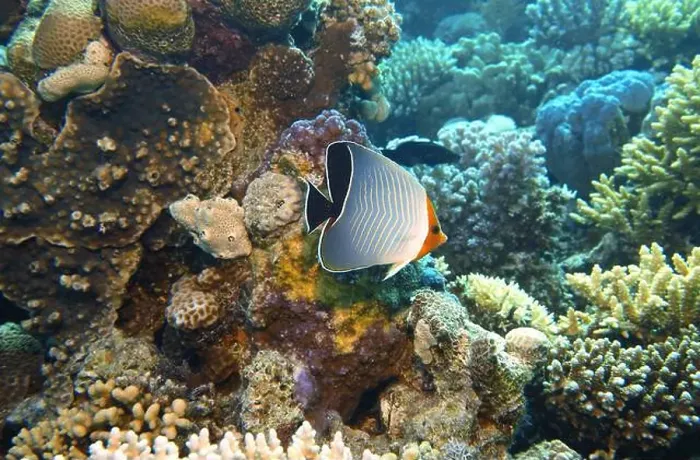 Framed Print : Butterflyfish, Deep Sea Exploration 2025