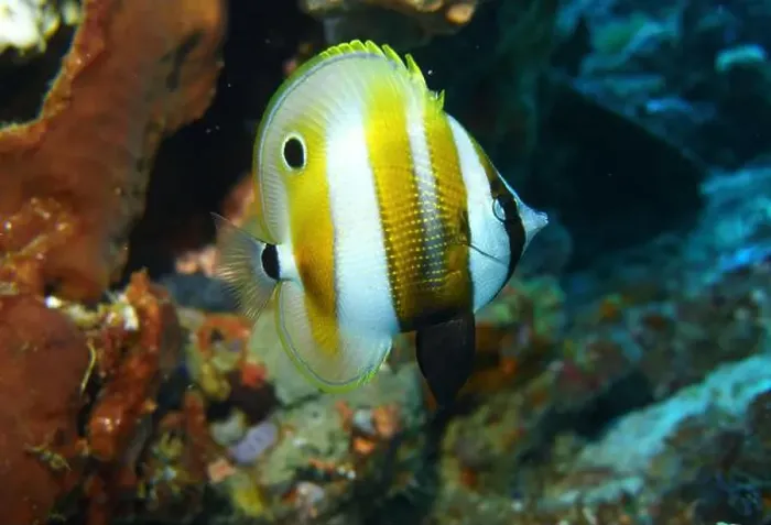 Framed Print : Butterflyfish, Deep Sea Exploration 2025 Framed Print : Butterflyfish, Deep Sea Exploration 2025