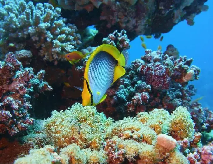 Framed Print : Butterflyfish, Deep Sea Exploration 2025 Framed Print : Butterflyfish, Deep Sea Exploration 2025