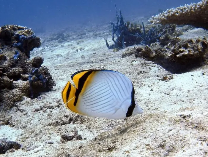 Framed Print : Butterflyfish, Deep Sea Exploration 2025 Framed Print : Butterflyfish, Deep Sea Exploration 2025
