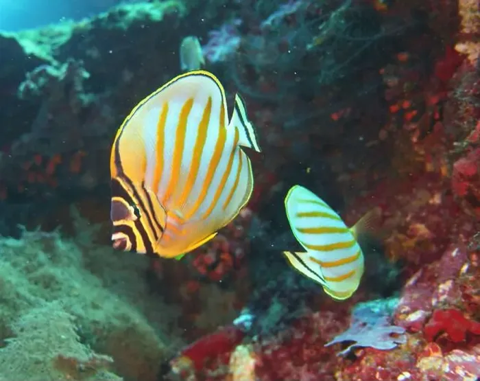 Framed Print : Butterflyfish, Deep Sea Exploration 2025 Framed Print : Butterflyfish, Deep Sea Exploration 2025