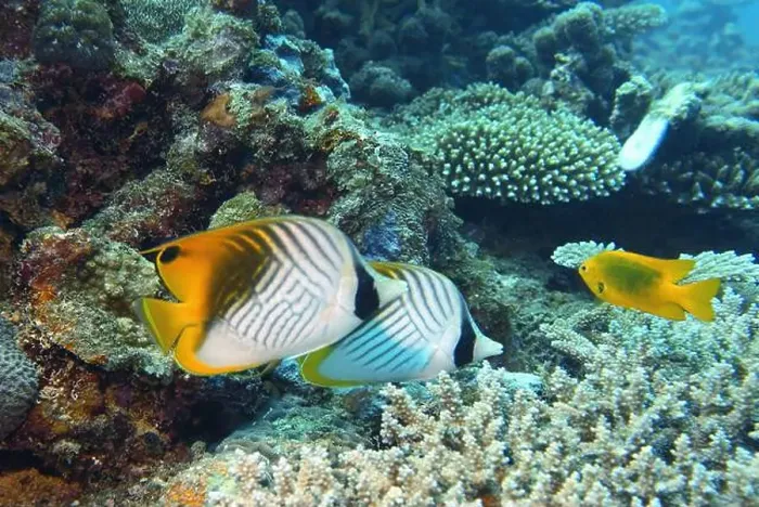 Framed Print : Butterflyfish, Deep Sea Exploration 2025 Framed Print : Butterflyfish, Deep Sea Exploration 2025