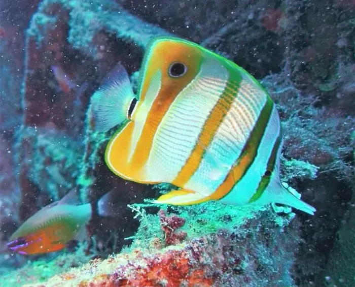 Framed Print : Butterflyfish, Deep Sea Exploration 2025